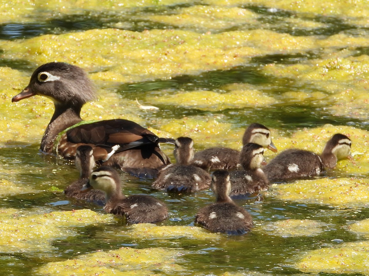 Wood Duck - ML618828336