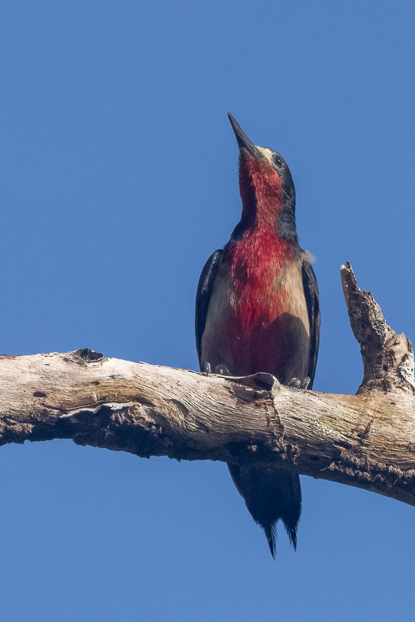 Puerto Rican Woodpecker - Greg Bodker
