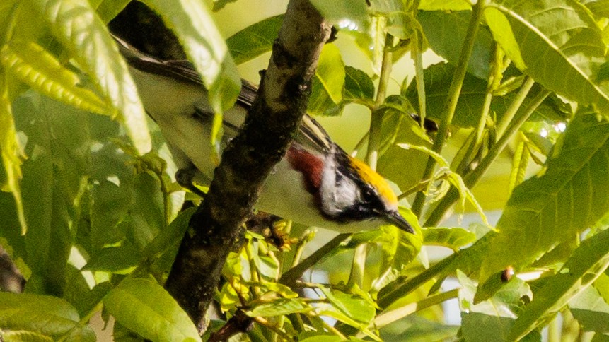 Chestnut-sided Warbler - Brian Stamper