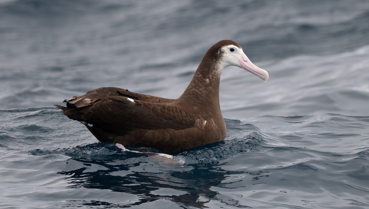 Snowy Albatross - Miguel  Mejias