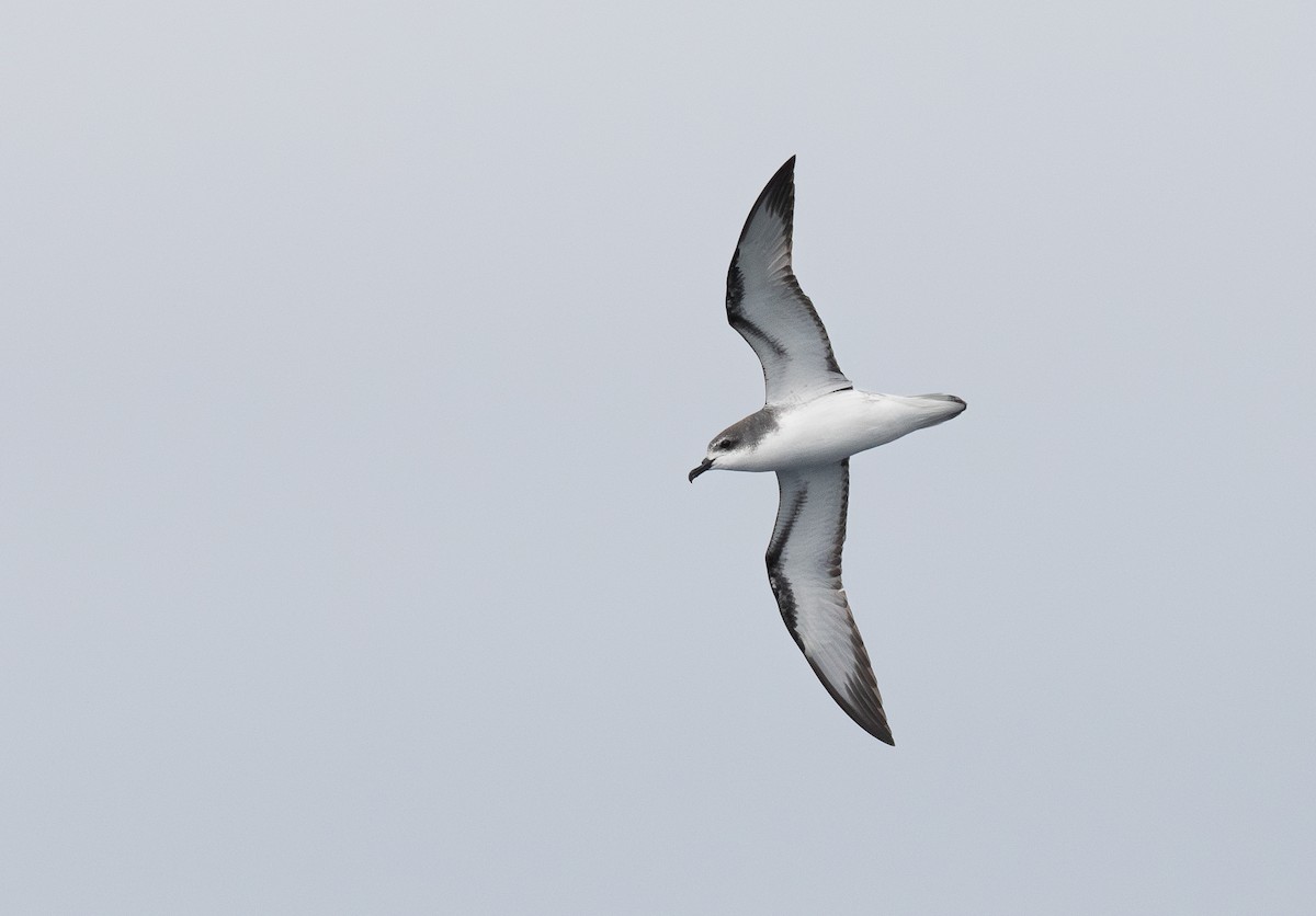 Cook's Petrel - Miguel  Mejias