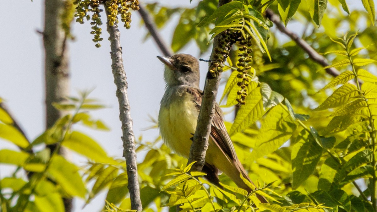 Great Crested Flycatcher - ML618828370