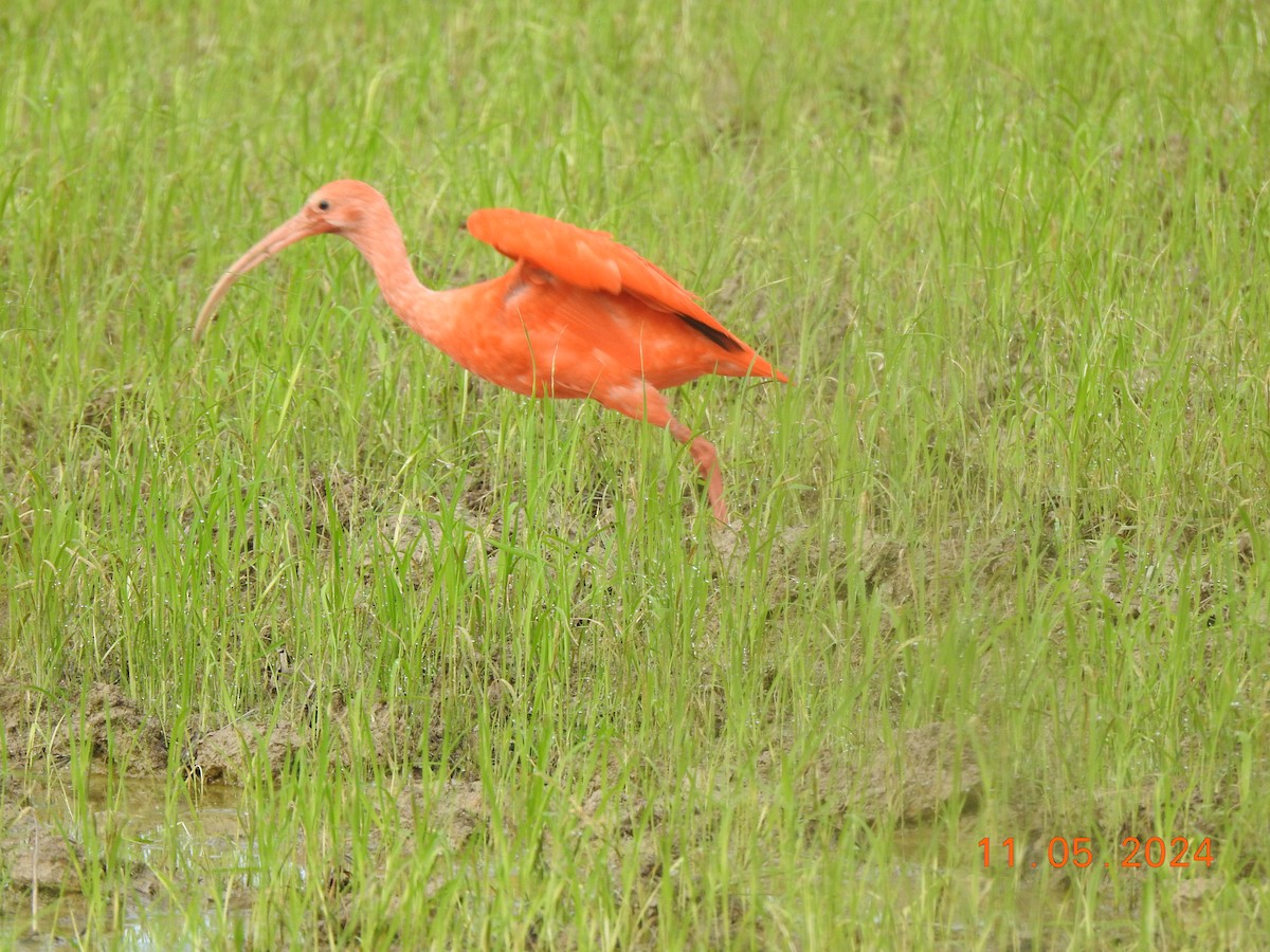 Scarlet Ibis - Miguel Cruz Leyva