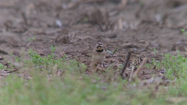 Horned Lark - ML618828384