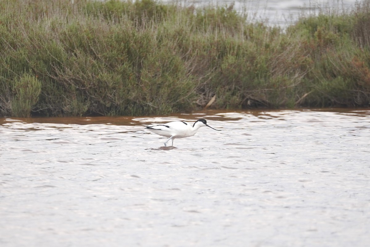 Pied Avocet - Daniel Pinelli