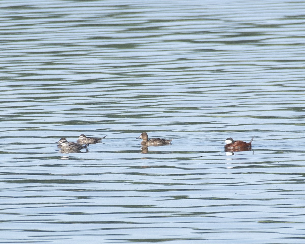 Lesser Scaup - Lillie Gibb