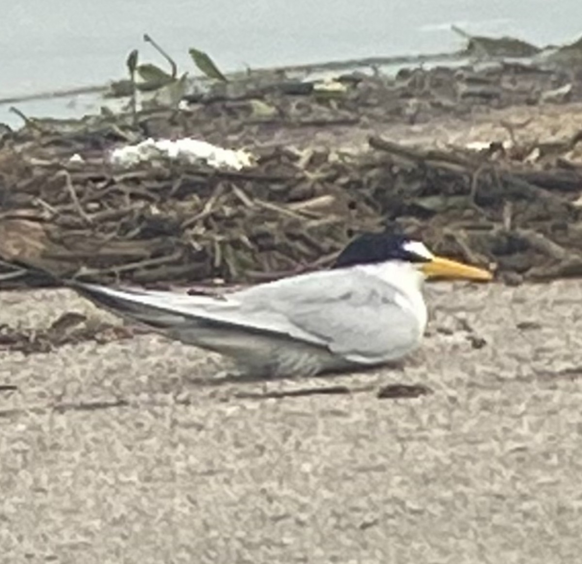 Least Tern - Michael Perez