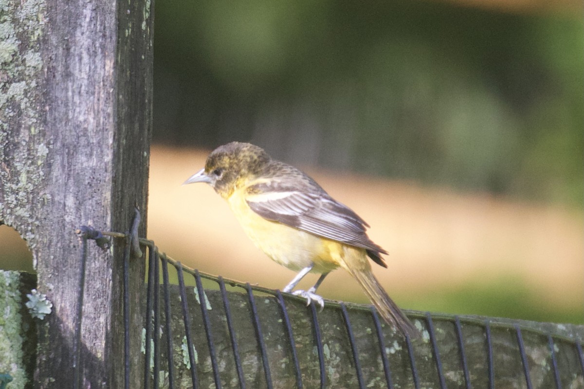 Baltimore Oriole - Rachel McKay