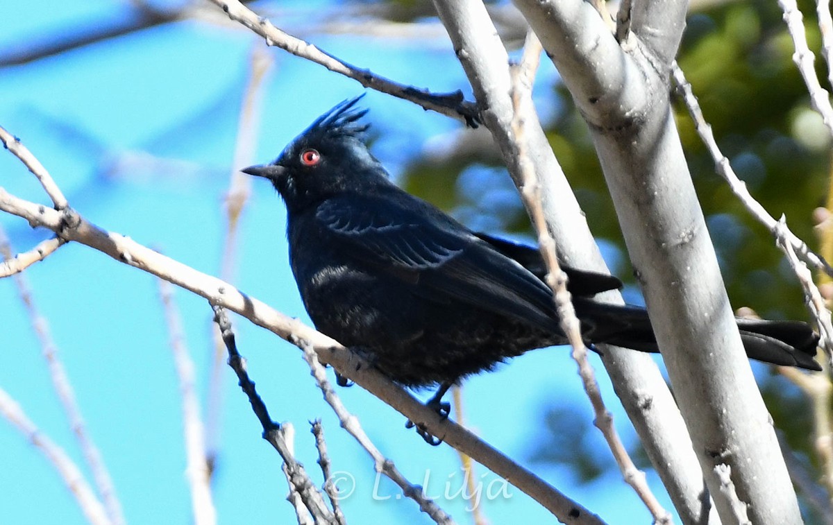 Phainopepla - Lorri Lilja