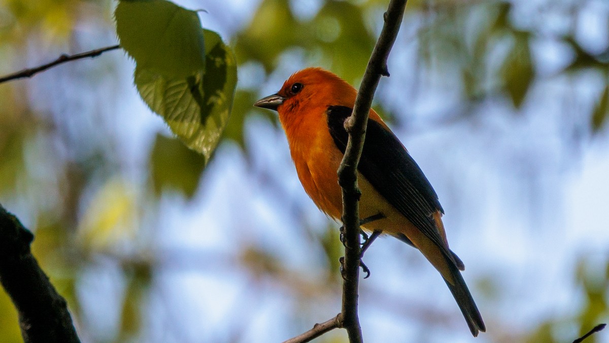 Scarlet Tanager - Brian Stamper