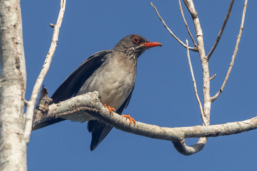 Red-legged Thrush (Antillean) - ML618828434