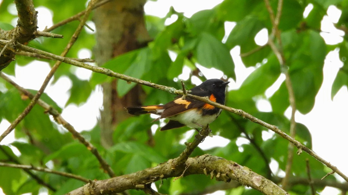 American Redstart - Travis Young