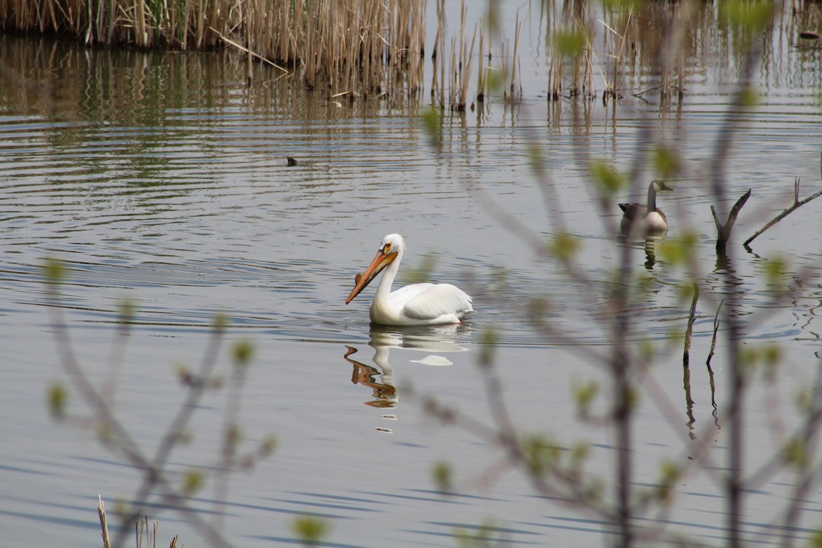 American White Pelican - ML618828457