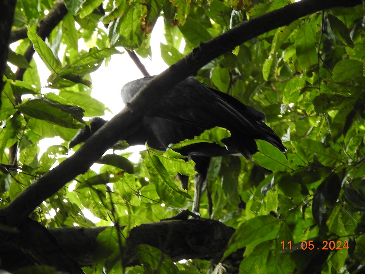 Black Vulture - Miguel Cruz Leyva