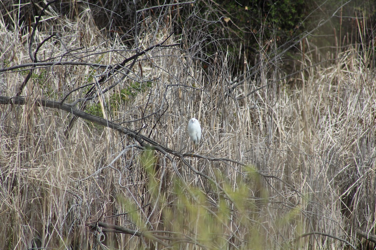 Snowy Egret - ML618828470