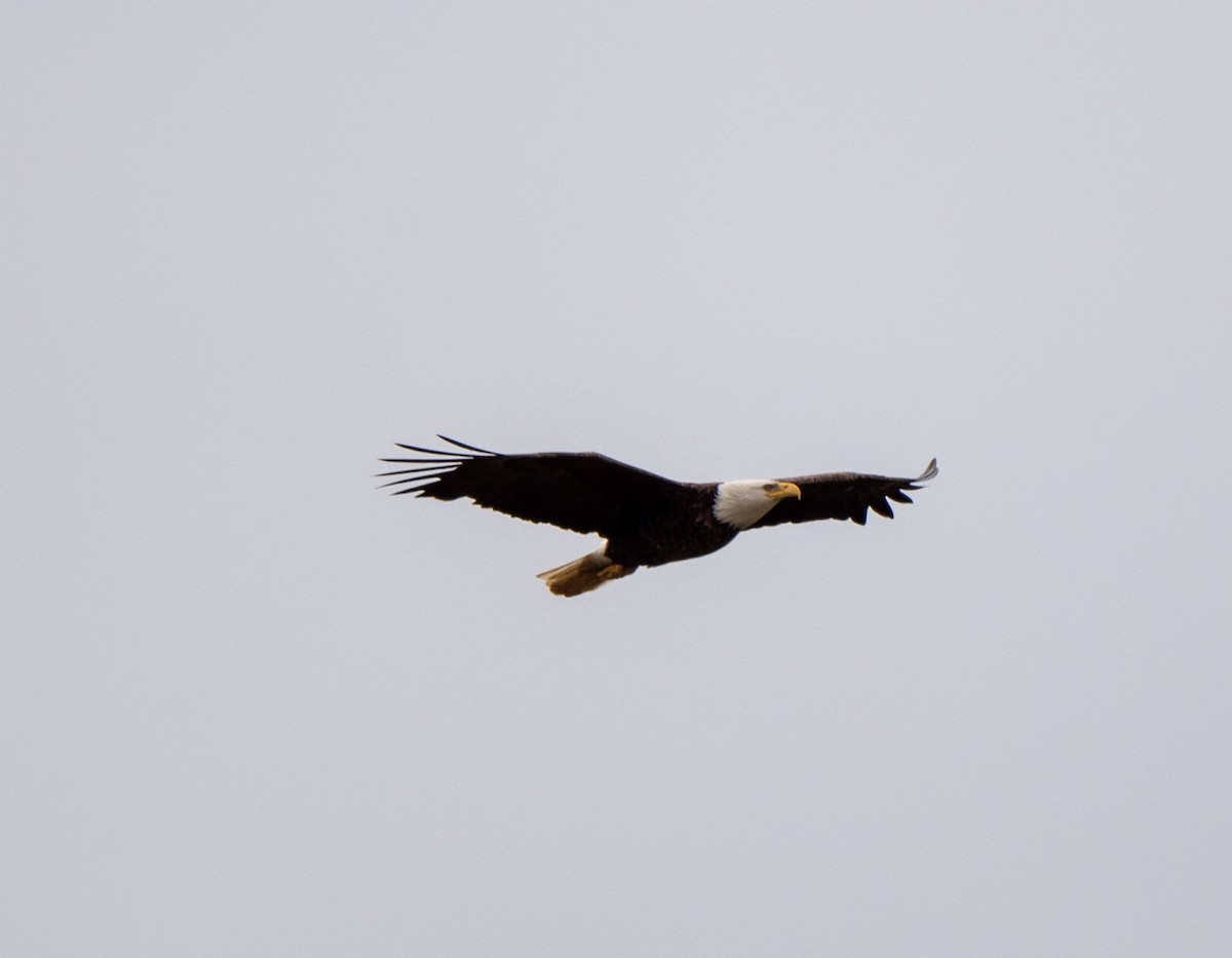 Bald Eagle - Marilyn White