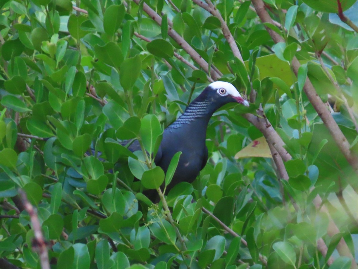 White-crowned Pigeon - ML618828477