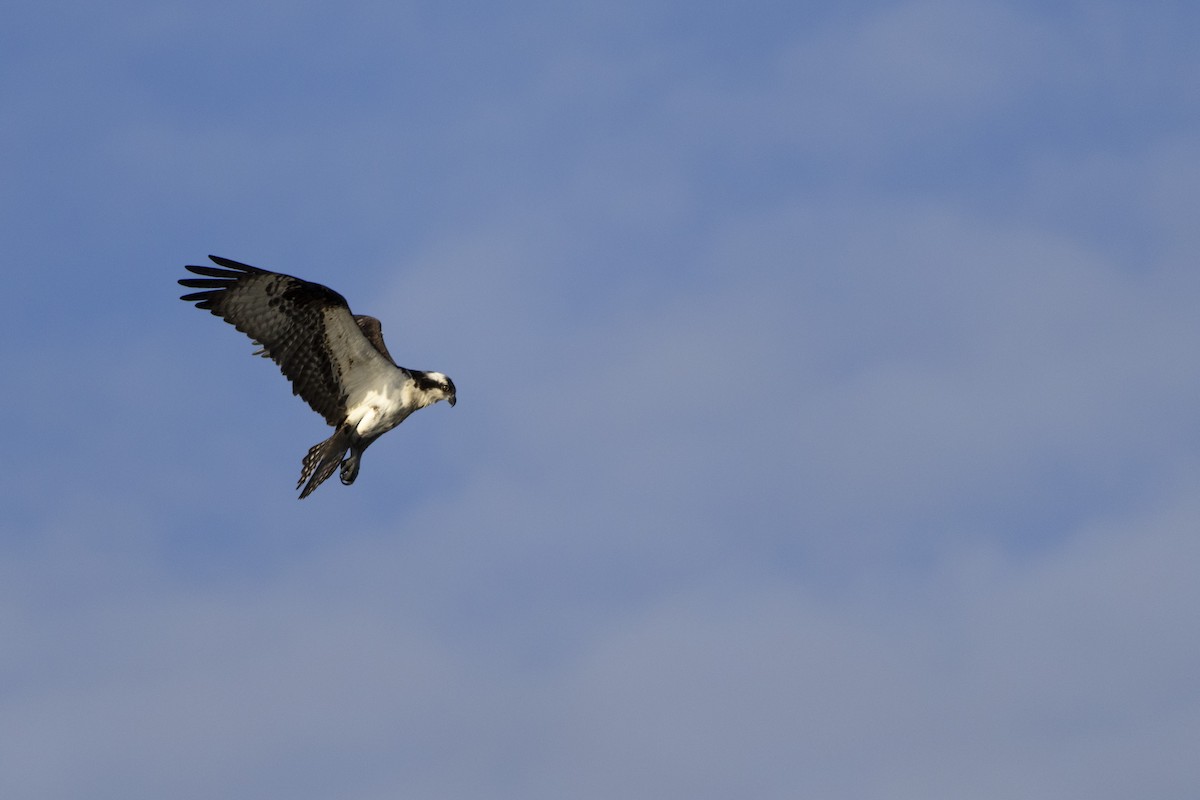 Osprey - Michael Bueckert