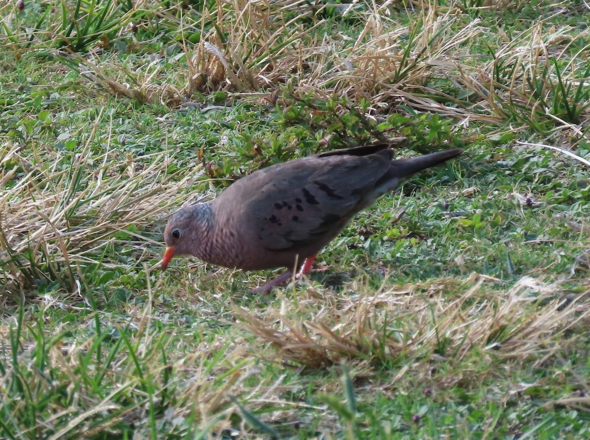 Common Ground Dove - Pamela Hunt