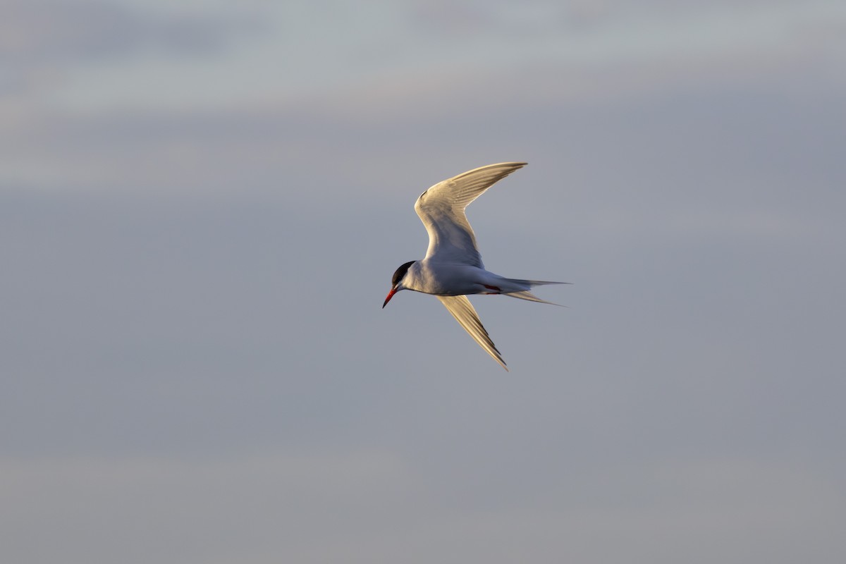 Common Tern - Michael Bueckert