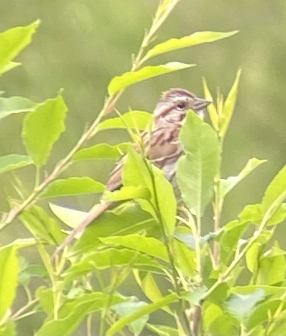 Song Sparrow - Monica Powers