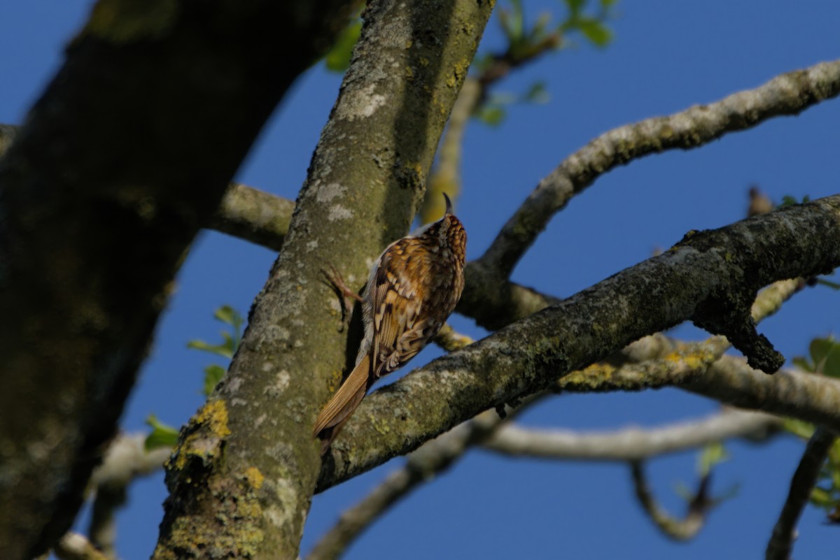 Eurasian Treecreeper - Angus W