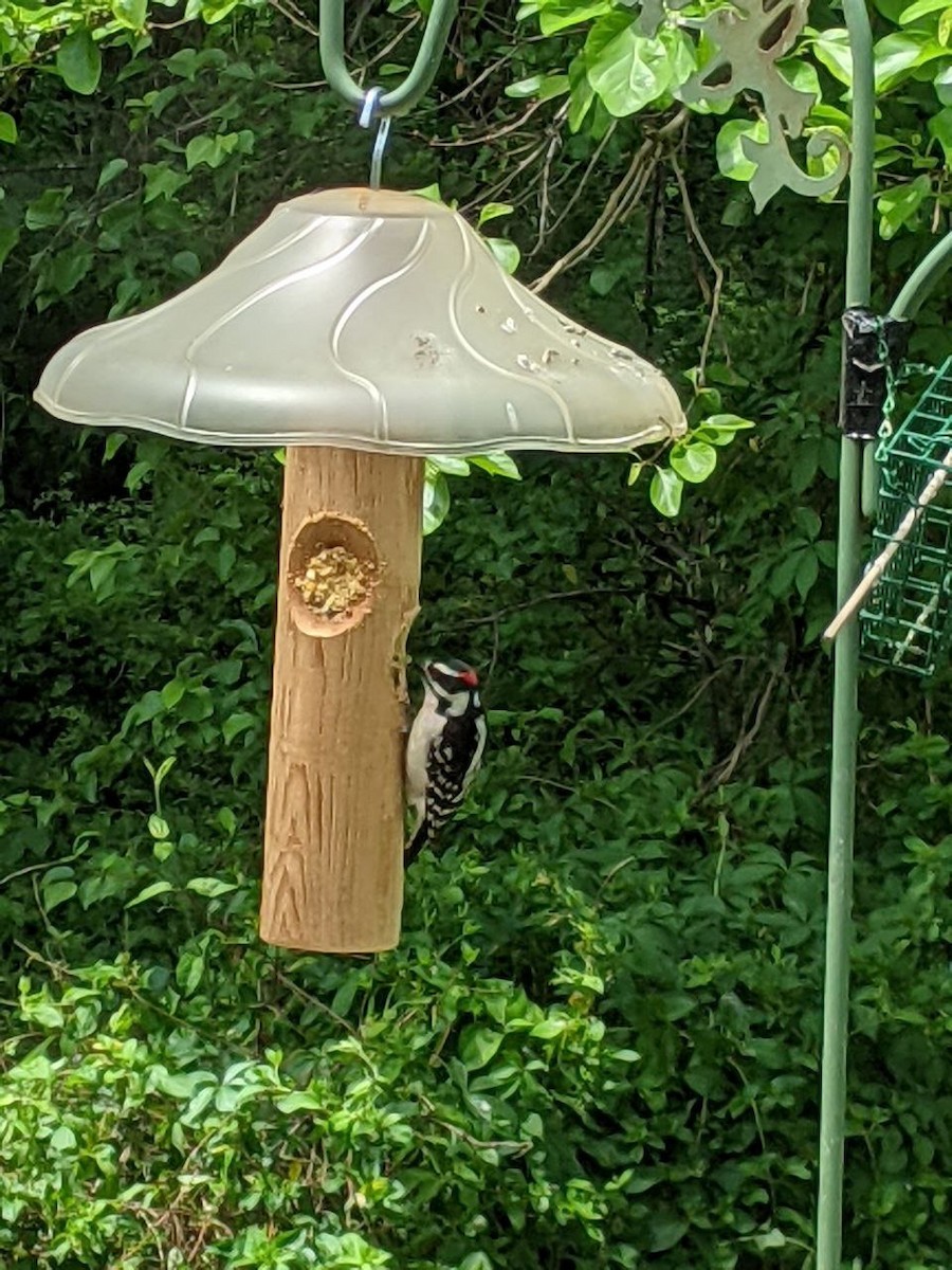 Downy Woodpecker - Julio Araque