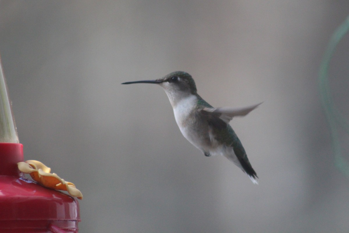 Ruby-throated Hummingbird - Joseph Maruca