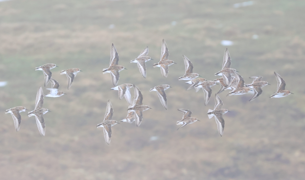 Little Stint - ML618828509