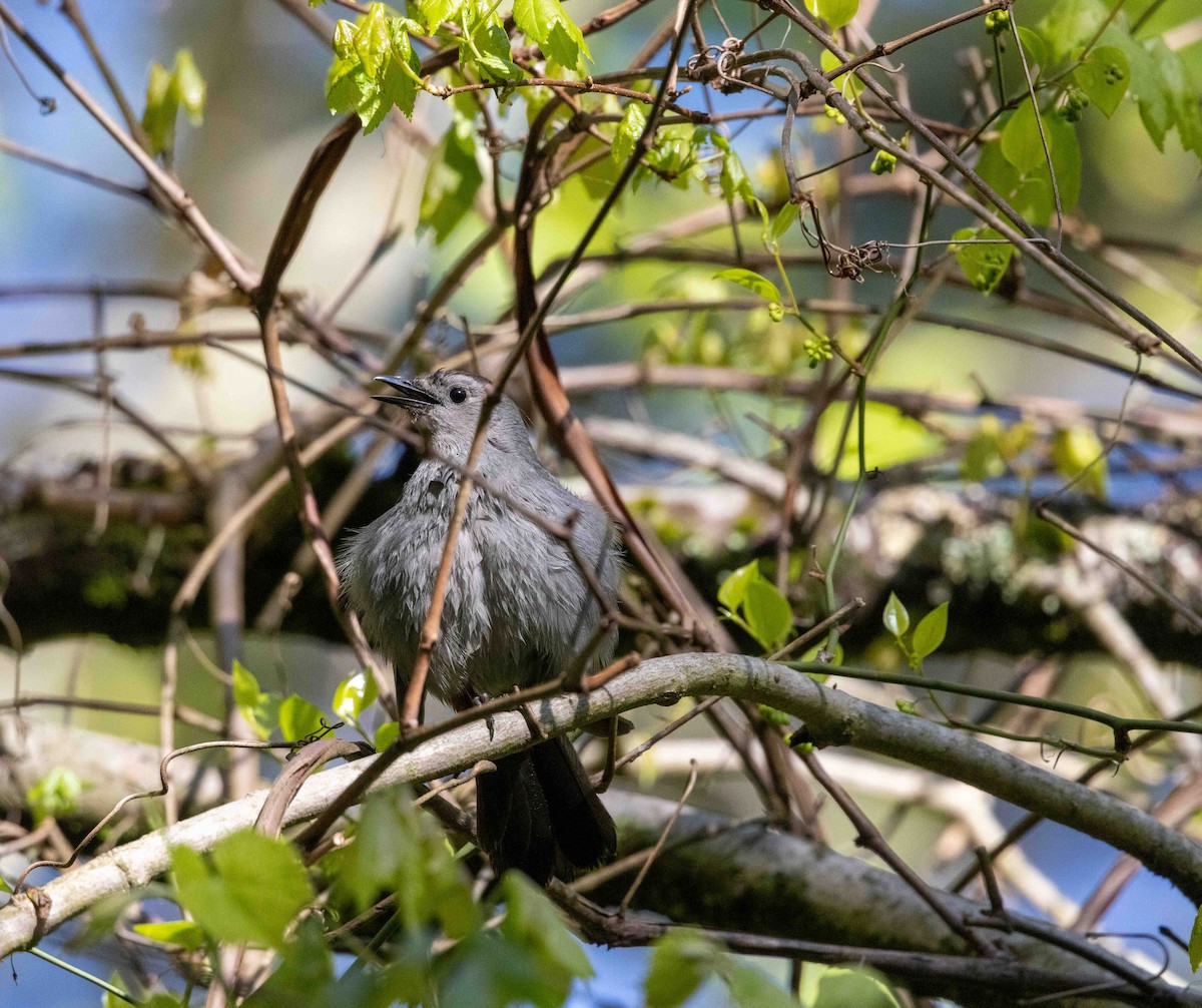 Gray Catbird - Colleen Robinson