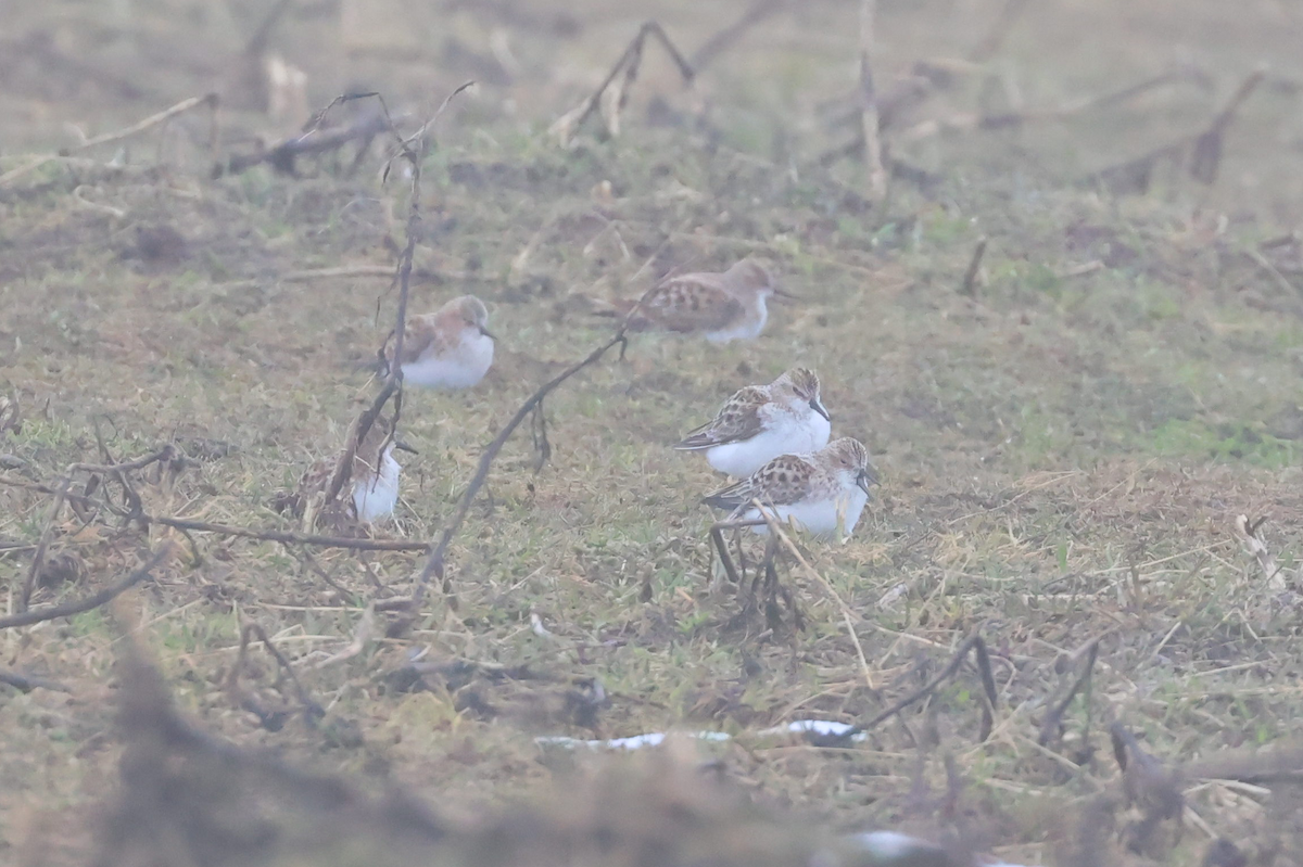 Little Stint - ML618828518