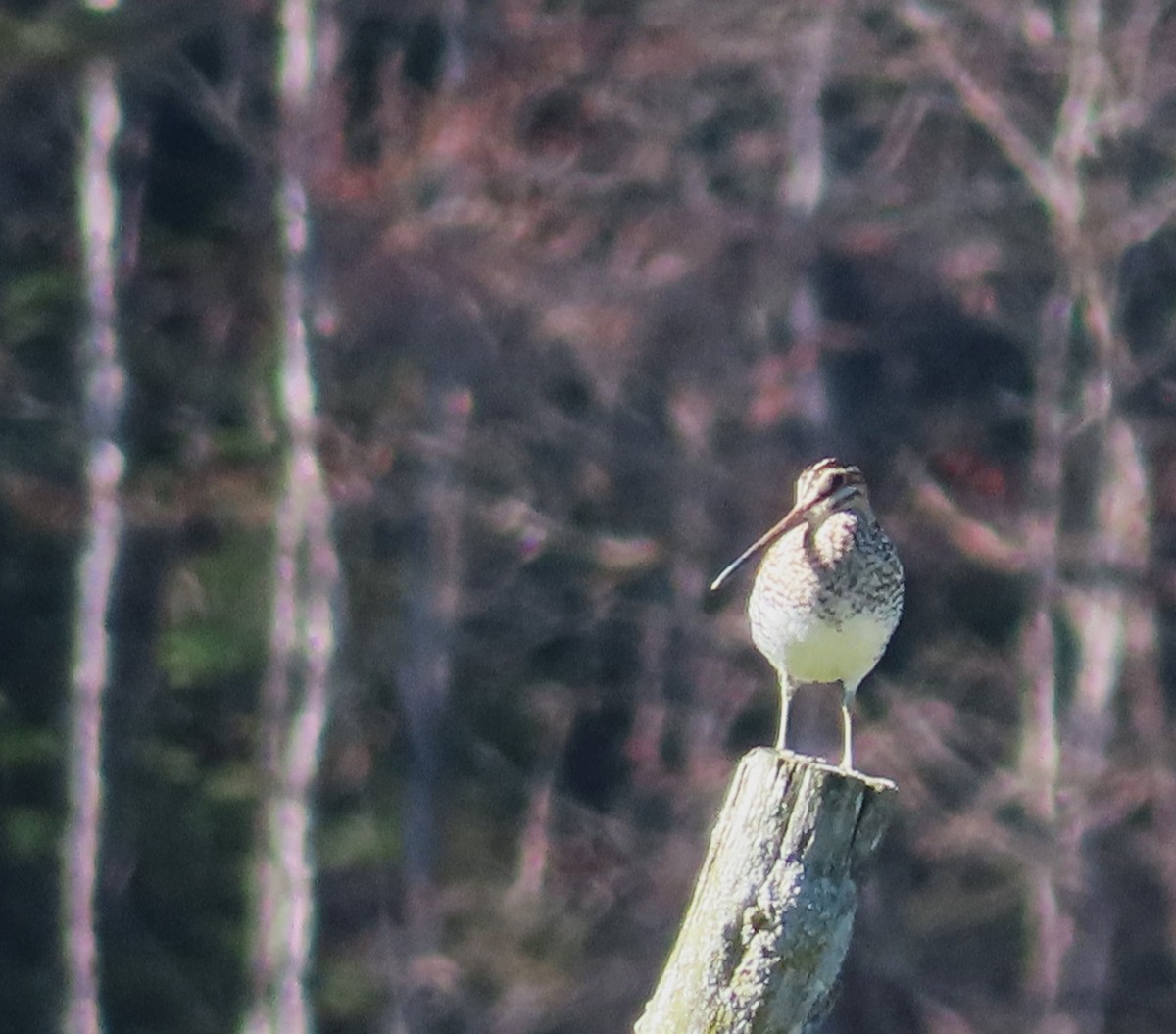 Wilson's Snipe - ML618828519