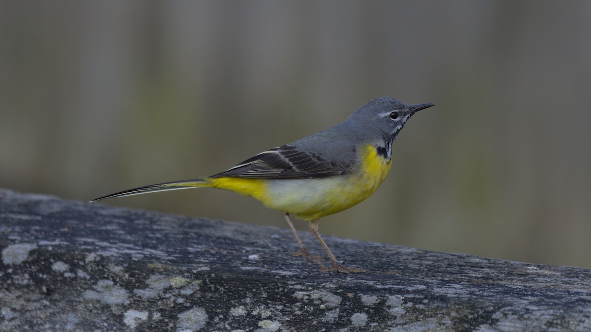 Gray Wagtail - Angus W