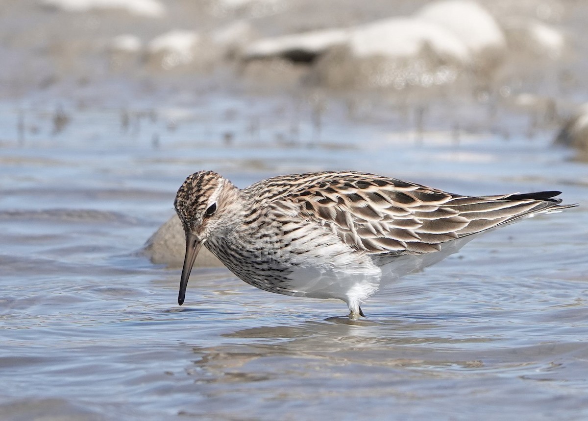 Pectoral Sandpiper - Pat Lucas