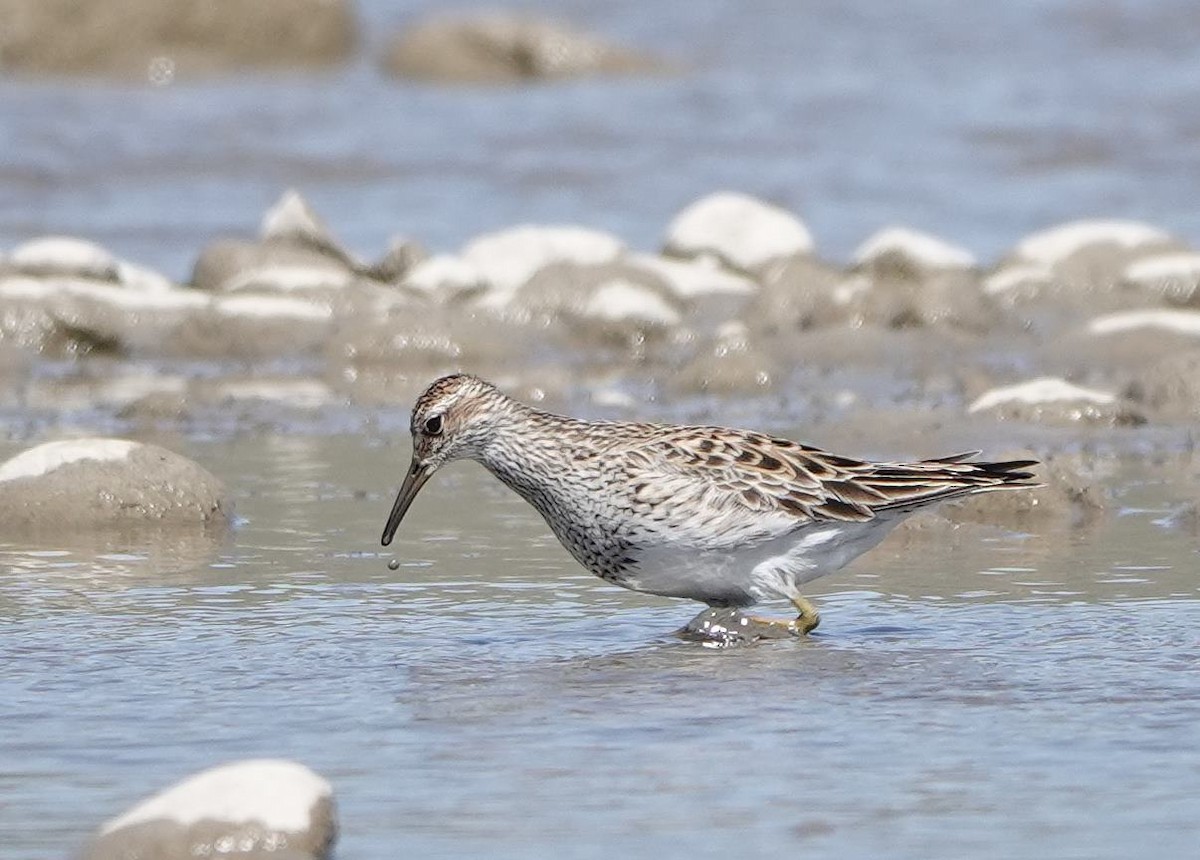 Pectoral Sandpiper - Pat Lucas