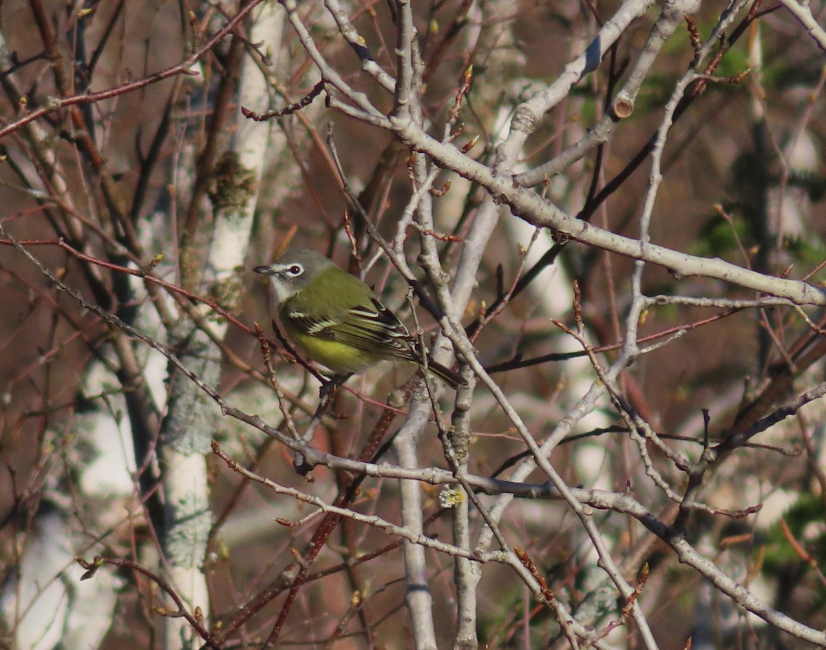 Blue-headed Vireo - ML618828539