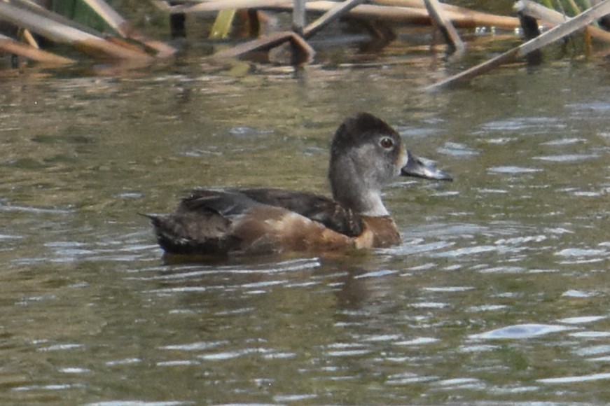 Ring-necked Duck - Vanessa Montgomery