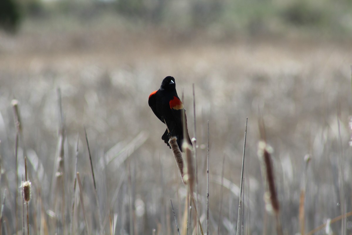 Red-winged Blackbird - ML618828545