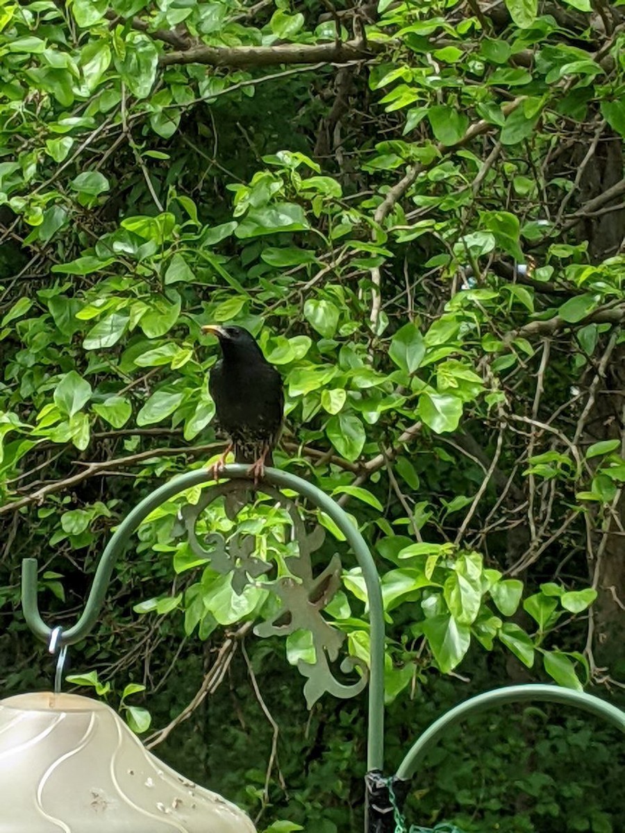 European Starling - Julio Araque