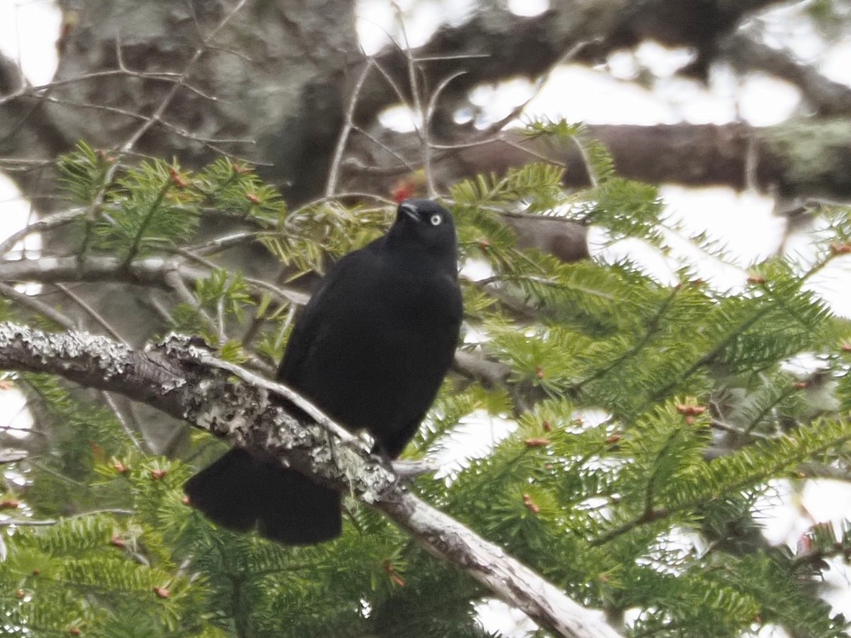 Rusty Blackbird - Angela MacDonald