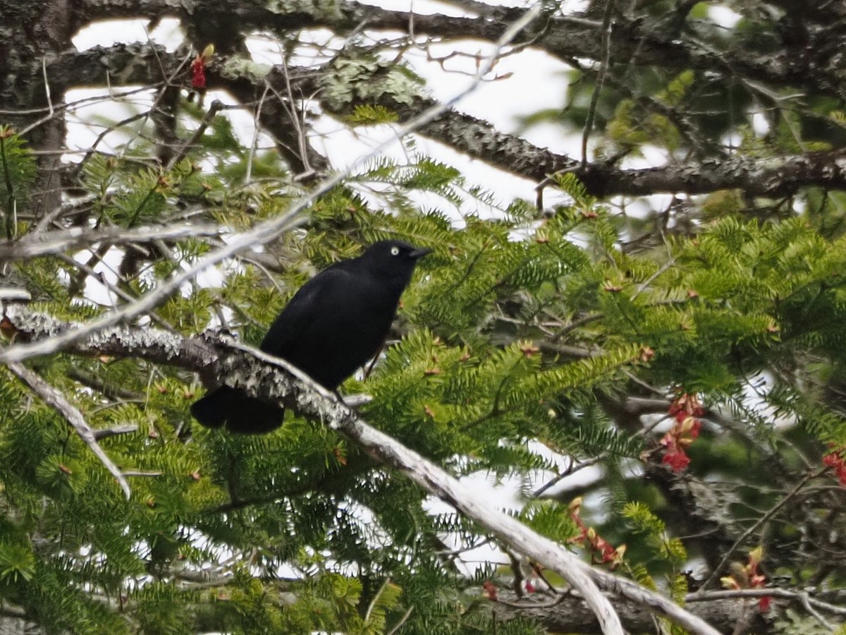 Rusty Blackbird - Angela MacDonald