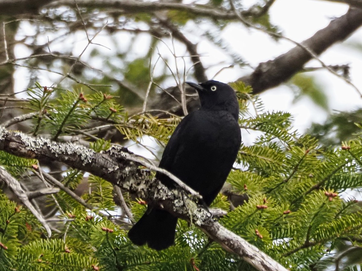 Rusty Blackbird - Angela MacDonald