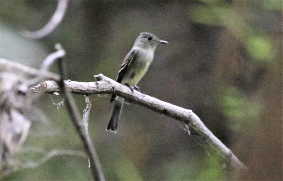 Eastern Wood-Pewee - FELIPE SAN MARTIN