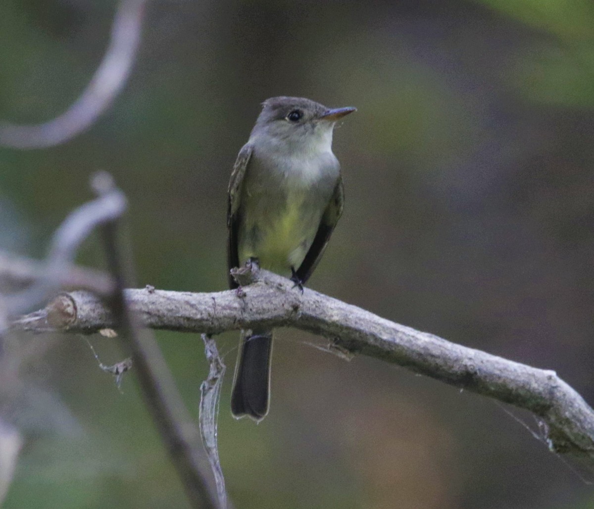 Eastern Wood-Pewee - FELIPE SAN MARTIN