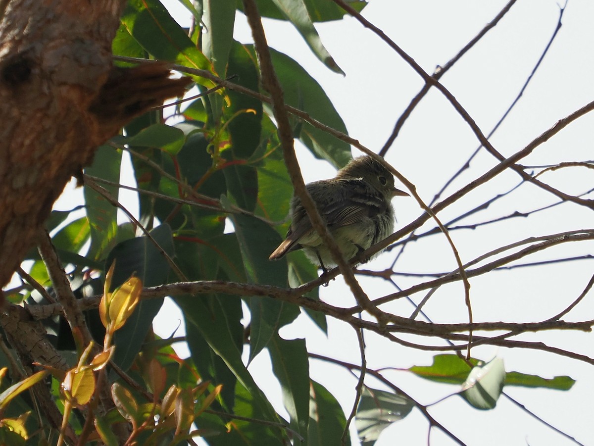 Western Flycatcher (Pacific-slope) - Jack Wickel