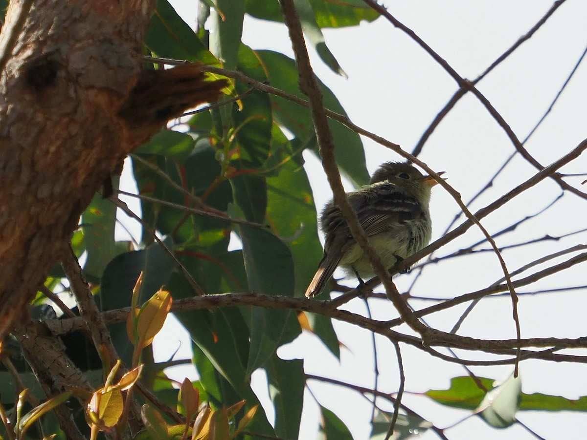 Western Flycatcher (Pacific-slope) - Jack Wickel