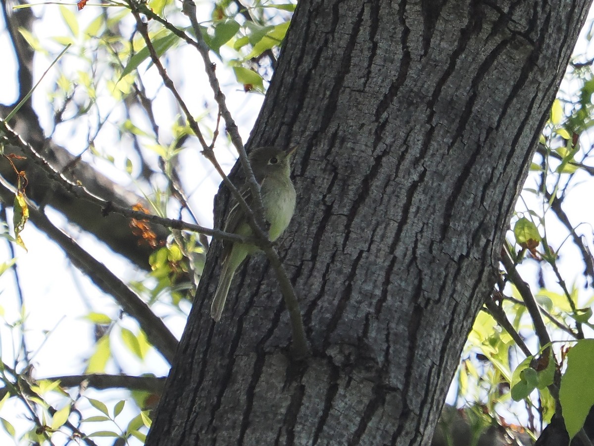 Western Flycatcher (Pacific-slope) - Jack Wickel