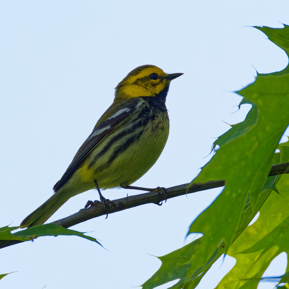 Black-throated Green Warbler - Ruogu Li