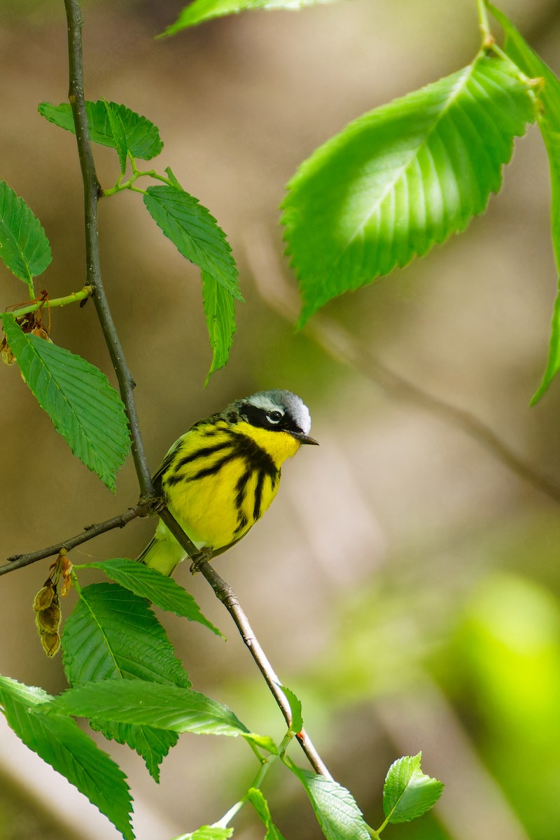 Magnolia Warbler - Ruogu Li