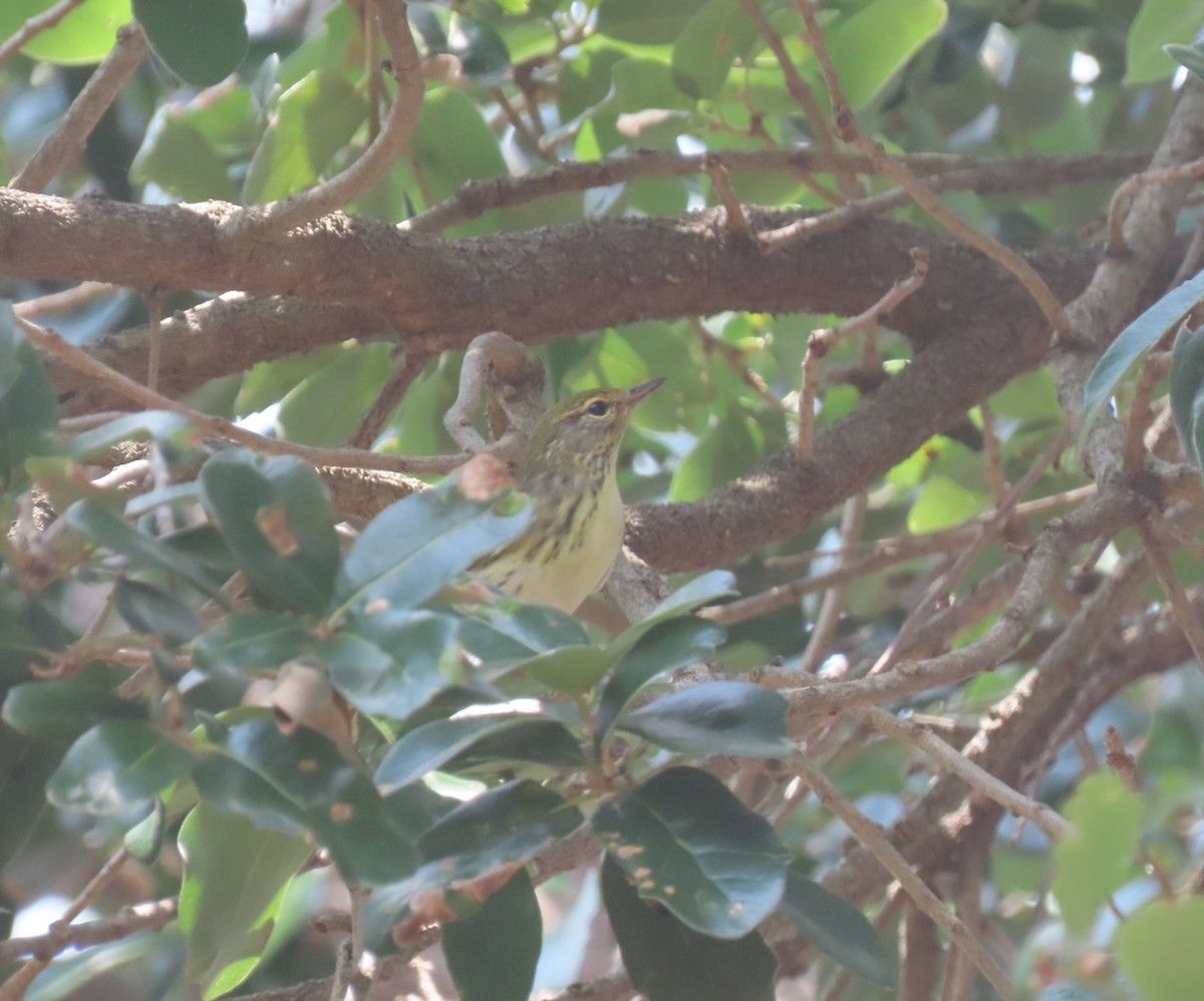 Blackpoll Warbler - Gael Silverblatt